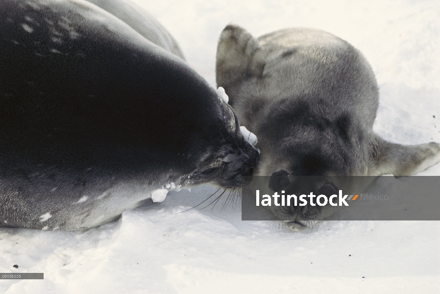 Sello de Weddell (Leptonychotes weddellii) madre y el cachorro recién nacido, Antártida