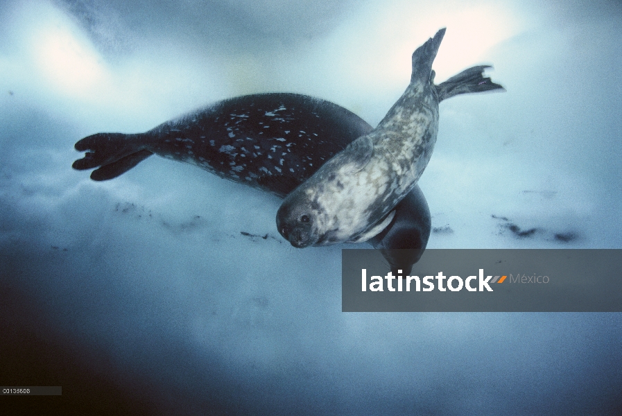 Sello de Weddell (Leptonychotes weddellii) madre y cachorro bajo agujero de respiración, Antártida