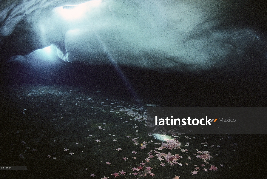 Cueva de hielo debajo de sello de Weddell (Leptonychotes weddellii) orificios de respiración está ll