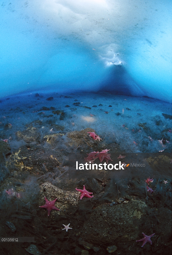 De hielo abajo de la cueva los agujeros de respiración de sello de Weddell (Leptonychotes weddellii)