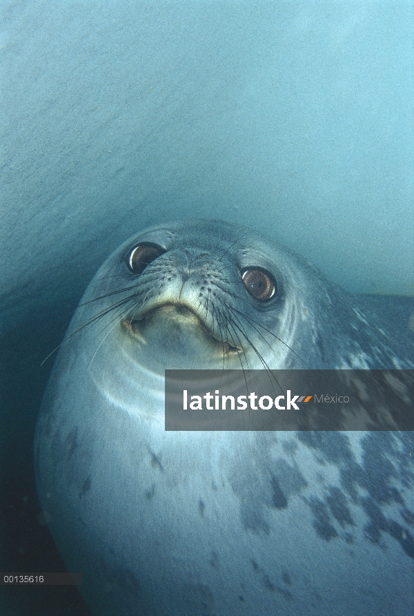 Sello de Weddell (Leptonychotes weddellii) en la cueva de hielo bajo el agua, Antártida