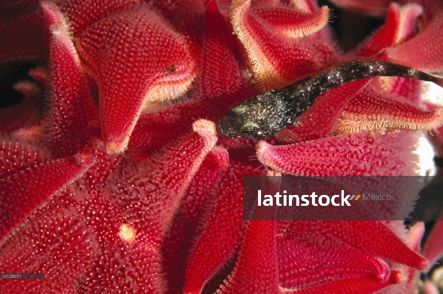 Estrella de mar (Odontaster validus) se reúnen en cuevas de hielo por debajo del sello de Weddell ag