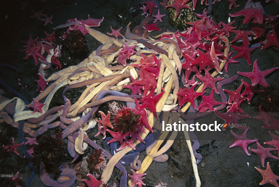 Sello de probóscide gusano (Parborlasia corrugatus) grupo y estrellas de mar (Odontaster validus) se