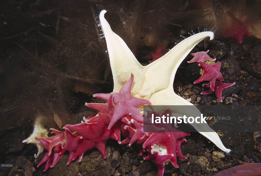 Grupo estrella de mar (Odontaster validus) adjuntar otra estrella de mar (Acodontaster conspicuus) e