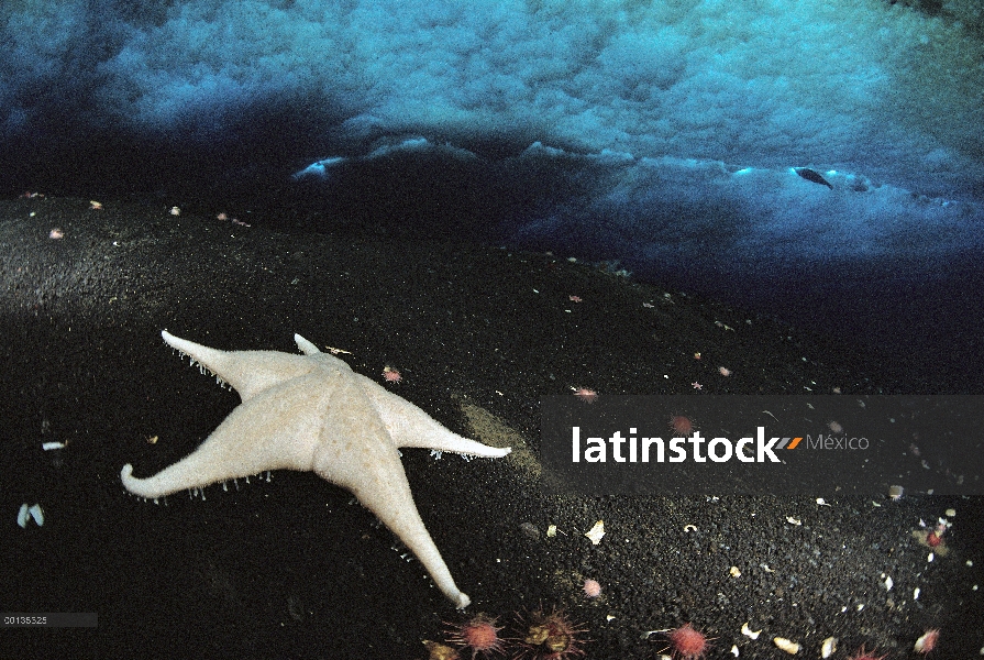 Spongivorous estrella de mar (Perknaster fuscus antarcticus) en primer plano, sello de Weddell (Lept