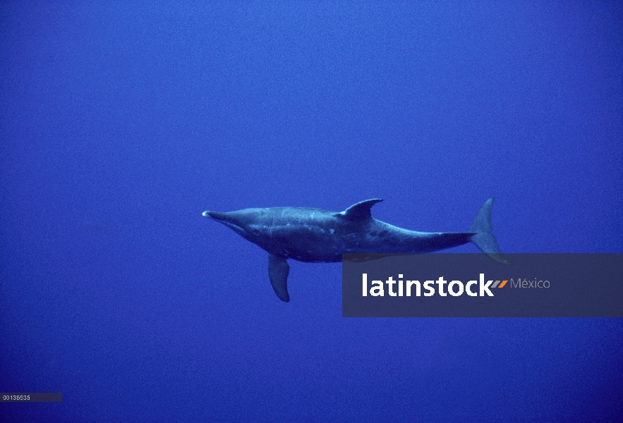 Delfín de dientes rugosos (Steno bredanensis) roba el pescado de las líneas de los pescadores, Hawai