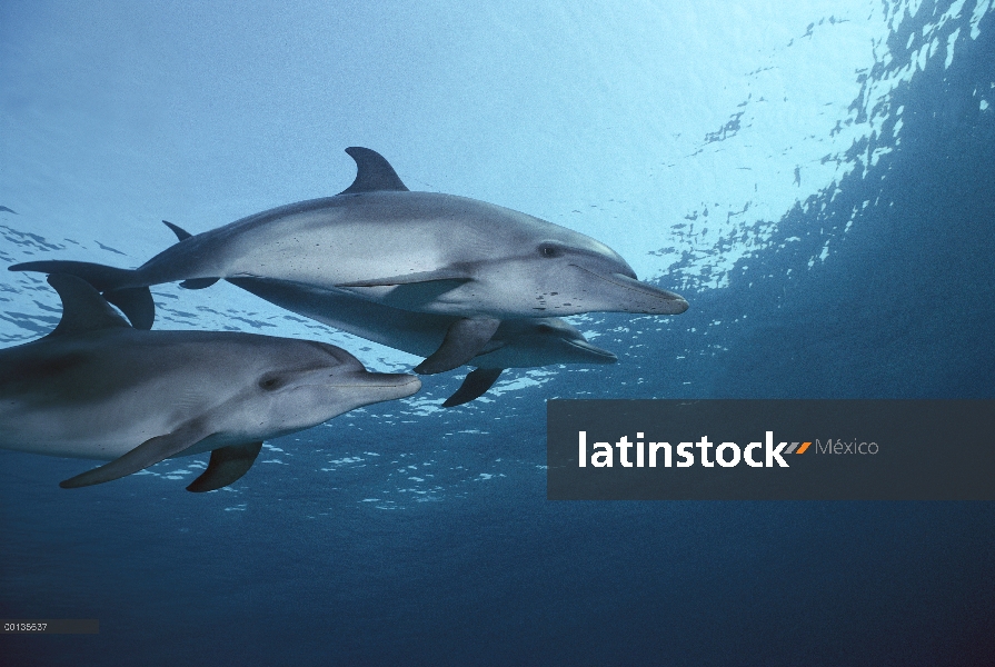 Delfín manchado Atlántico (frontalis de Stenella) tres submarino, Little Bahama Bank, Caribe