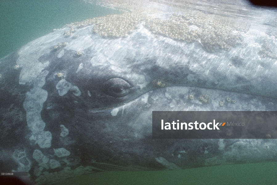 Ballena gris (Eschrichtius robustus) cerca de la cabeza bajo el agua, Baja California, México