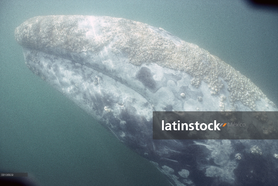 Ballena gris (Eschrichtius robustus) cerca de la cabeza bajo el agua, Baja California, México