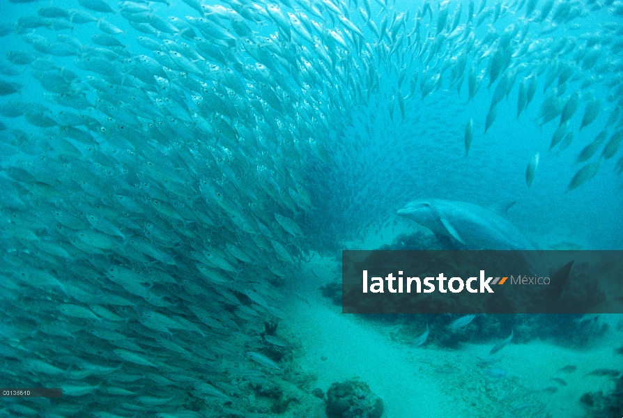 Delfín mular (Tursiops truncatus) persigue a una escuela de ojón (Selar crumenophthalmus), Roatán, H