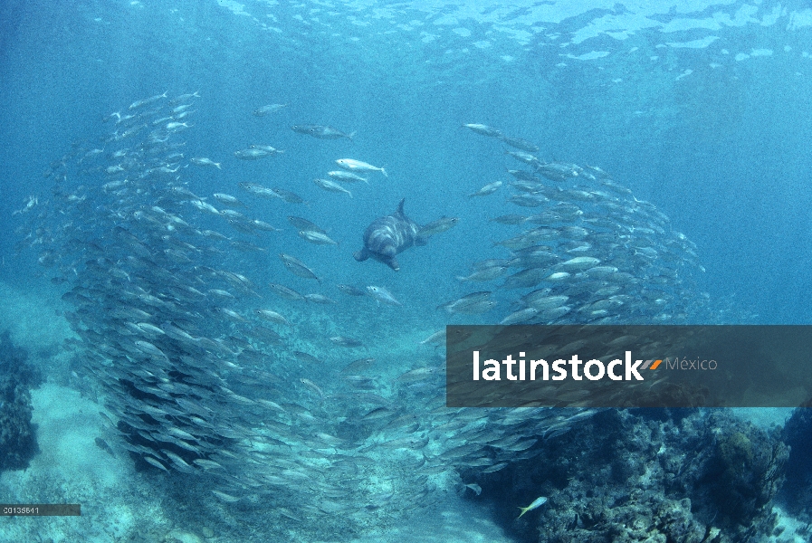 Delfín mular (Tursiops truncatus) persigue a una escuela de ojón (Selar crumenophthalmus), Roatán, H