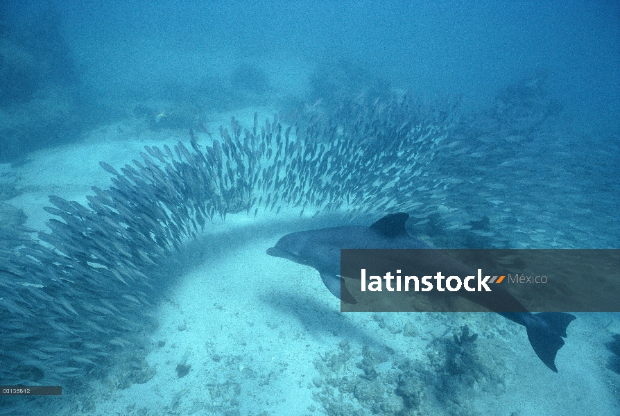 Delfín mular (Tursiops truncatus) persigue a una escuela de ojón (Selar crumenophthalmus), Roatán, H