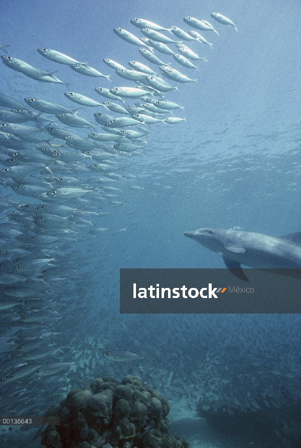 Delfín mular (Tursiops truncatus) persigue a una escuela de ojón (Selar crumenophthalmus), Roatán, H