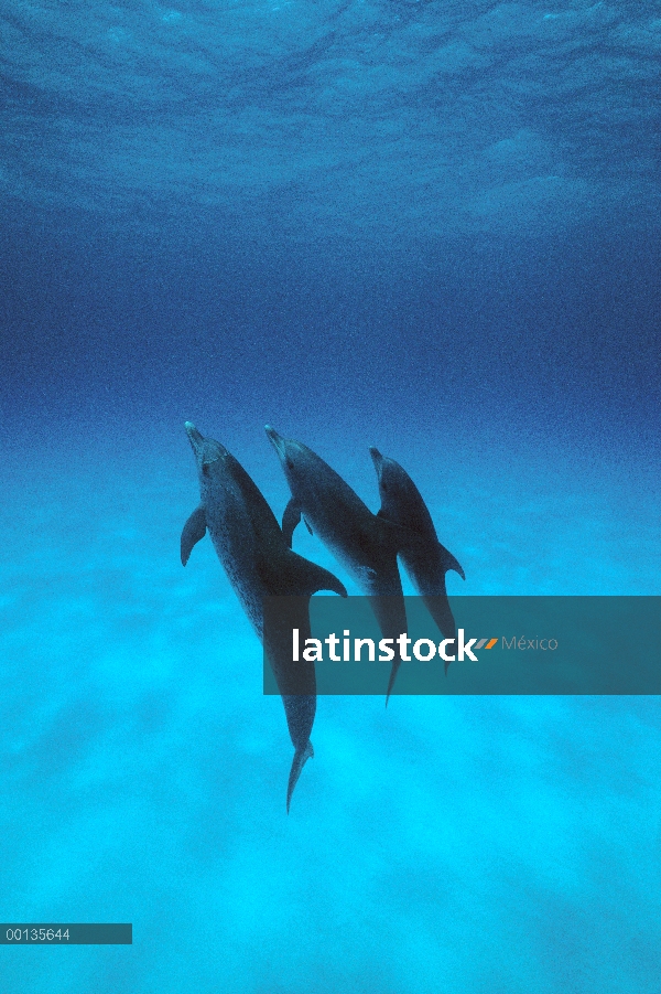 Dos y la madre de delfín manchado Atlántico (frontalis de Stenella) terneros, Little Bahama Bank, Ca