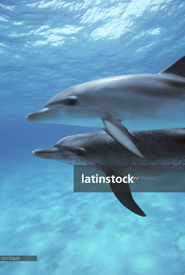 Delfín manchado Atlántico (frontalis de Stenella) par, pequeño Banco de Bahamas, Caribe