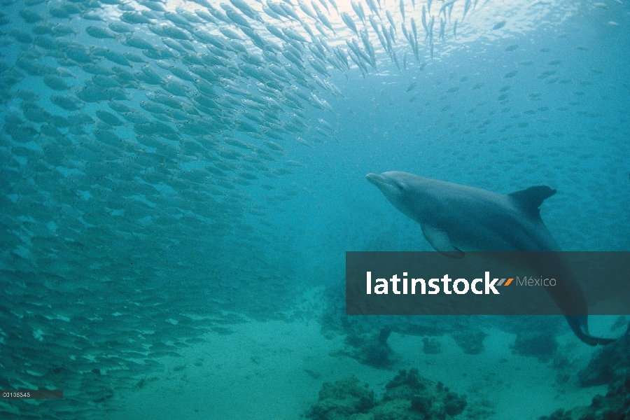 Delfín mular (Tursiops truncatus) persigue a una escuela de cebo, Roatán, Honduras