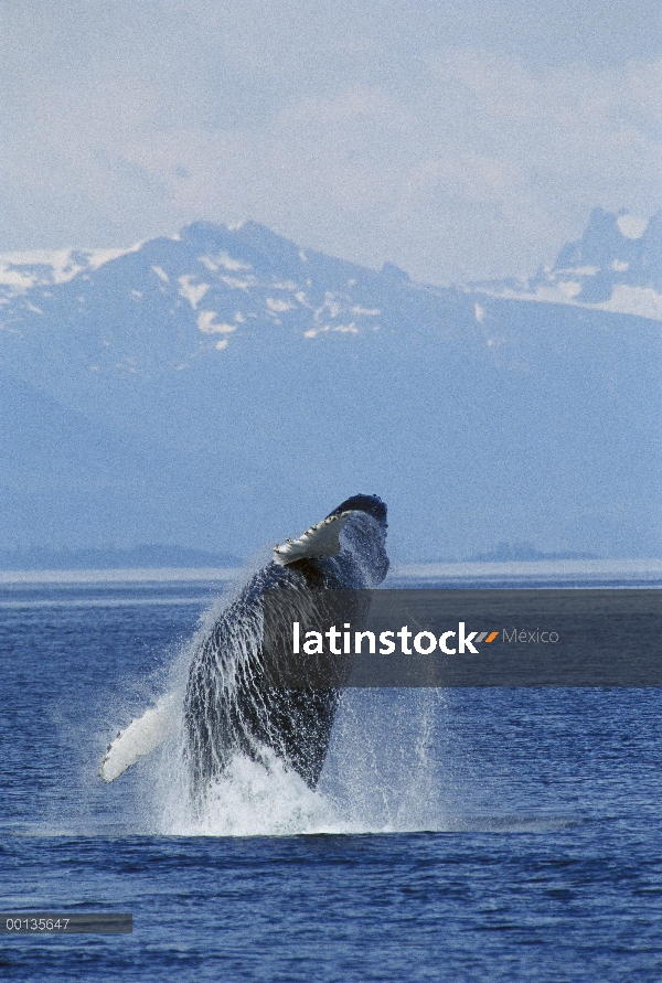 Ballena jorobada (Megaptera novaeangliae) violar, sureste de Alaska