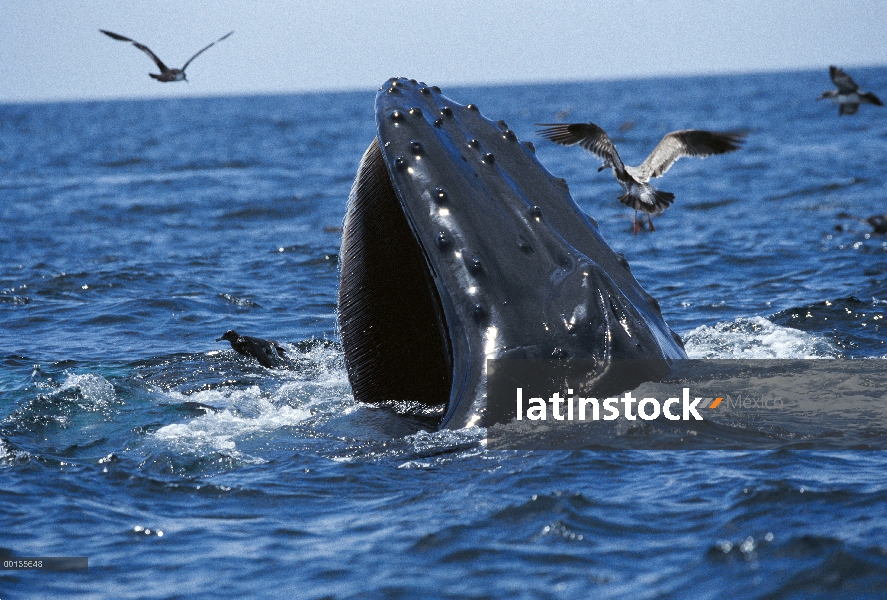 Ballena jorobada (Megaptera novaeangliae) gulp alimentación, Monterey, California