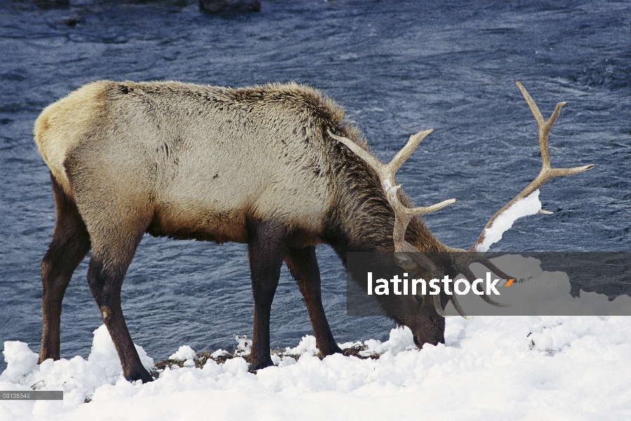 Elk (Cervus elaphus) alimentándose de hierba bajo la nieve, Parque Nacional de Yellowstone, Wyoming