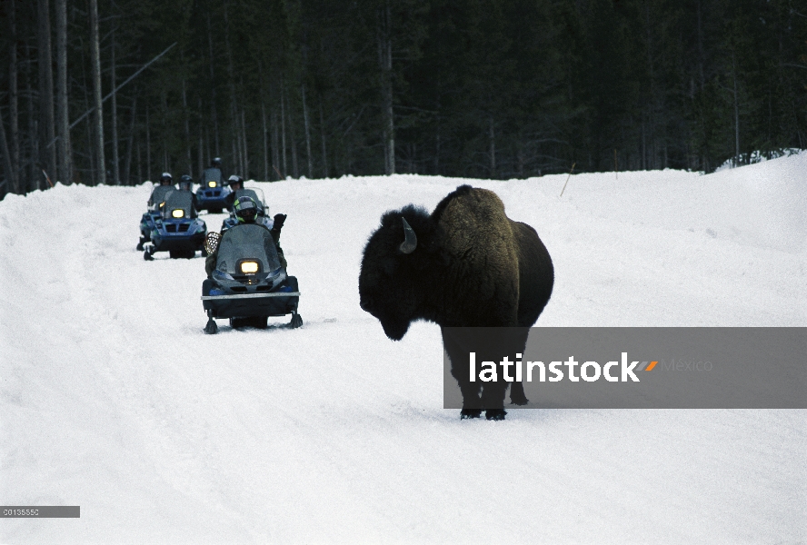 Bisonte americano (bisonte del bisonte) utiliza el camino preparado para motos de nieve, Parque Naci