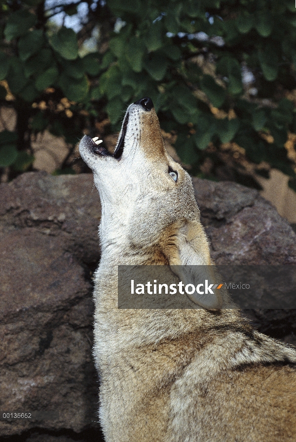 Coyote (Canis latrans), aullidos, California