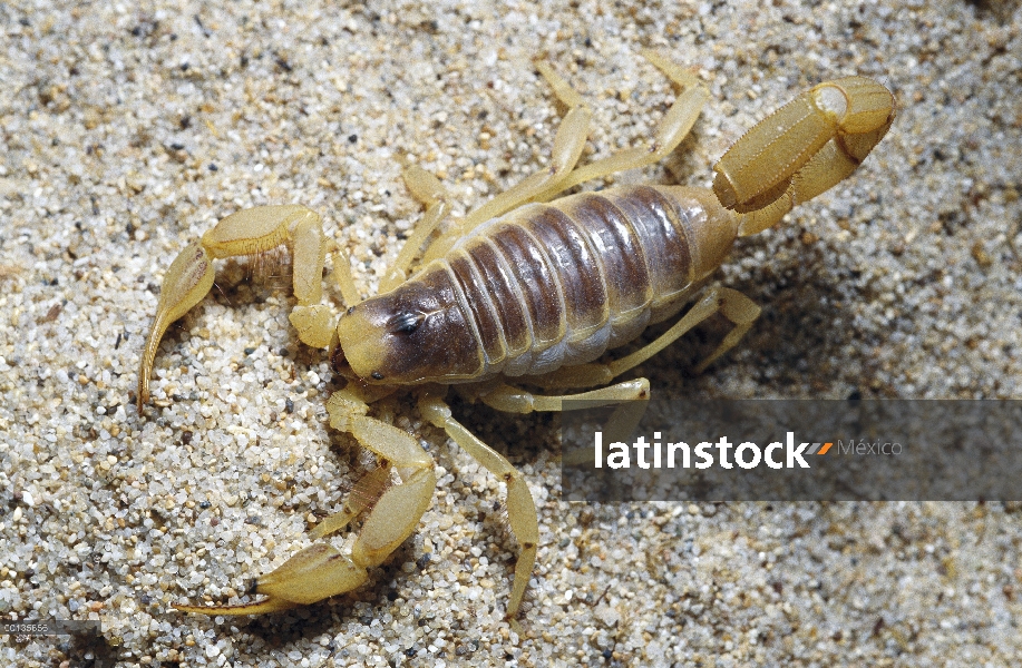 Aguijón venenoso Escorpión (Opistophthalmus sp) en el extremo de la cola, California