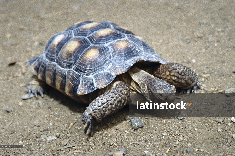 Tortuga de desierto (Gopherus agassizii), Nevada