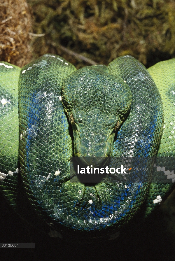 Boa esmeralda del árbol (Corallus caninus), América Central