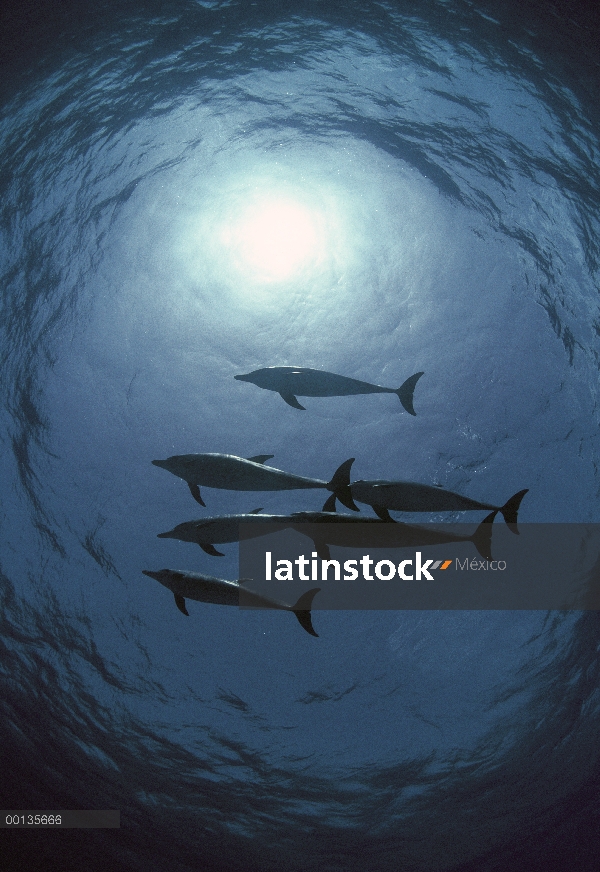 Grupo silueta del delfín manchado Atlántico (frontalis de Stenella) nadando arriba, pequeño Banco de