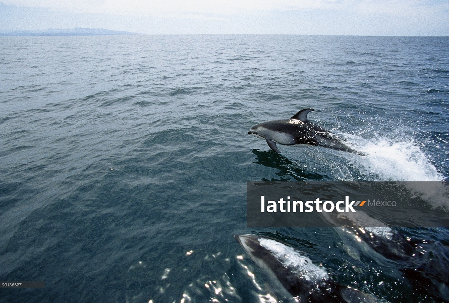 Pacífico natación tres delfín de costados blancos (Lagenorhynchus obliquidens) con un salto fuera de