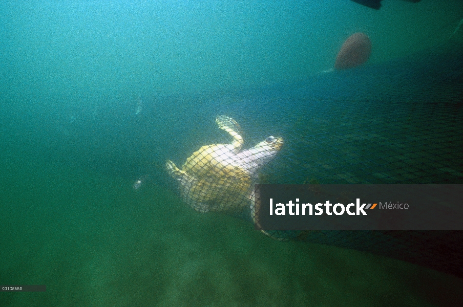 Tortuga verde (Chelonia mydas) atrapado en la red de una red de arrastre de camarón, pesca de arrast