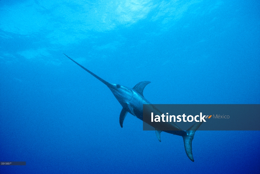 Pez espada (Xiphias gladius) en todo el mundo, puede tolerar temperaturas de cinco grados centígrado