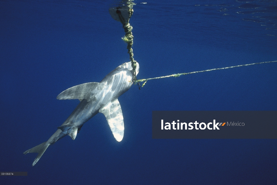 Tiburón oceánico de punta blanca (Carcharhinus longimanus) enganchado en la línea de tiempo, amenaza