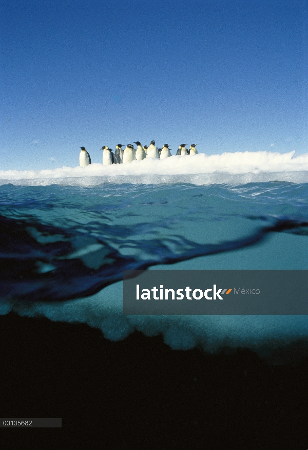 Grupo del pingüino emperador (Aptenodytes forsteri) en el borde del hielo, huevos de cría los machos