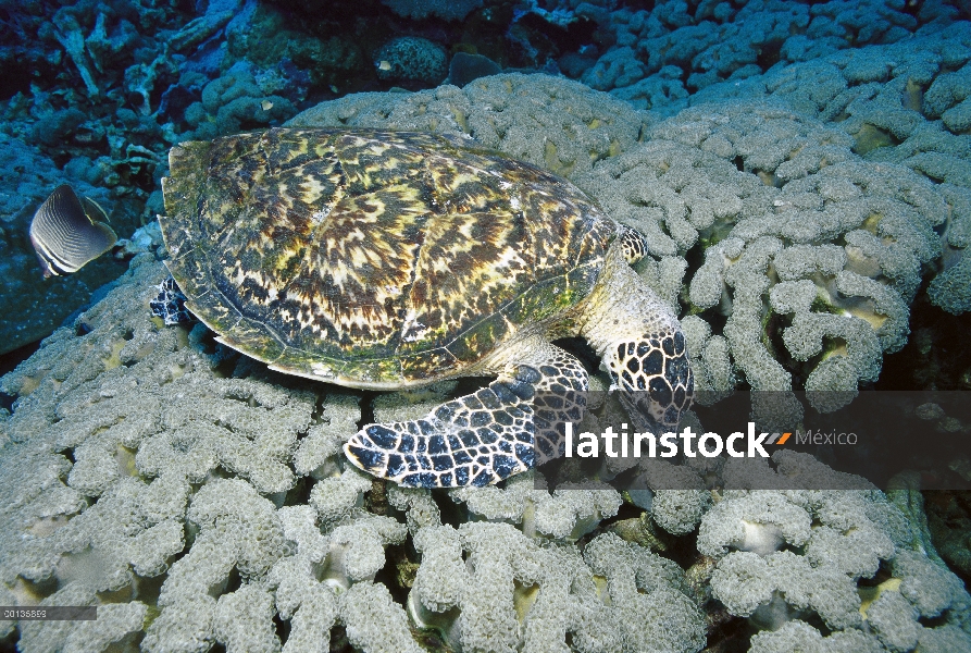 Pipa de Carey tortuga marina (Eretmochelys imbricata) comer órgano Coral, Papua Nueva Guinea