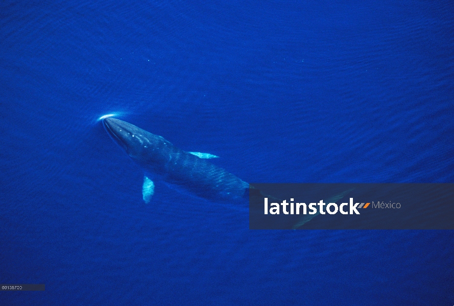 Ballena de Minke Antártica (Balaenoptera bonaerensis) cazadas por los japoneses, nada de hielo borde