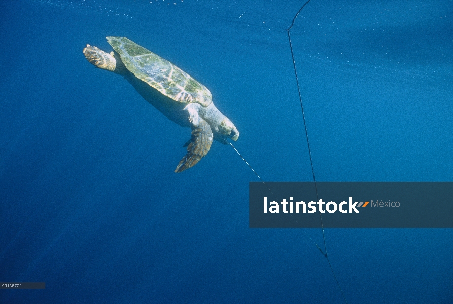 Tortuga boba tortuga (Caretta caretta) atrapado en línea de largo, se ahogan si no liberado a tiempo