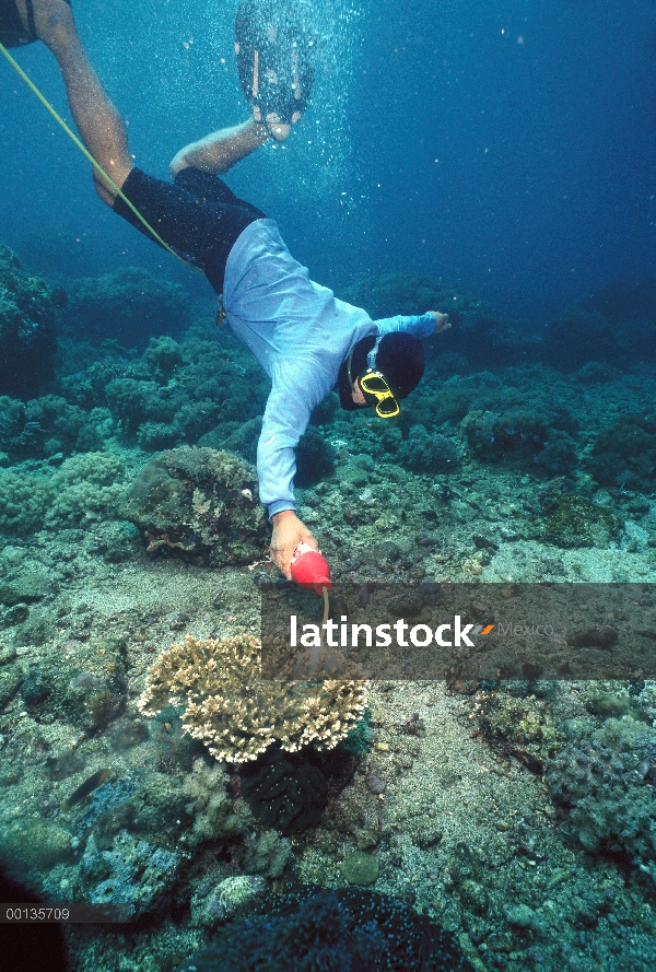 Muestra simulada para el comercio de peces de acuario, demostrando el uso de cianuro para atontar pe