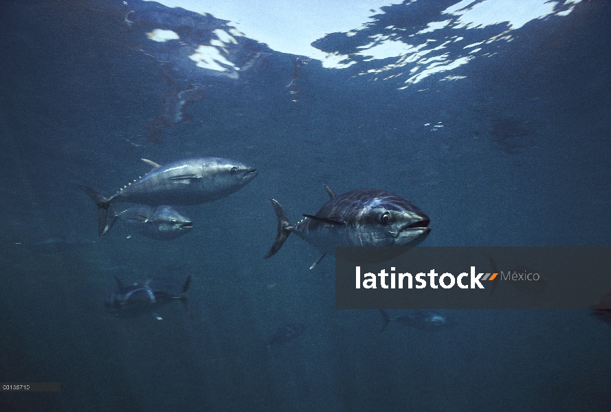 Sur atún rojo atún (Thunnus maccoyii) grupo, bajo el agua, Australia del sur, peligro de extinción