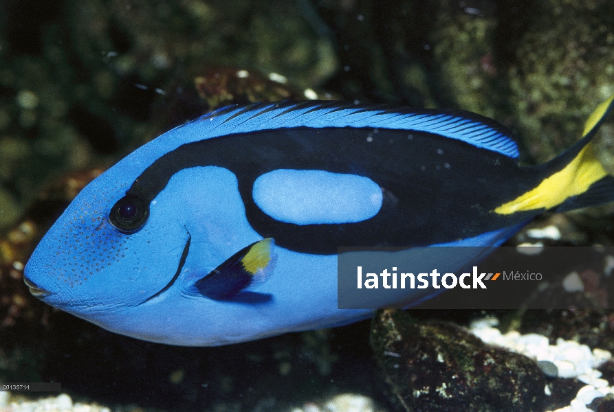 Blue Tang (cirujano común), Indo-Pacifico