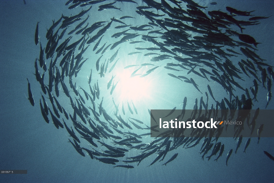 Patudo Trevally (Caranx sexfasciatus) escuela forma un círculo móvil, Borneo