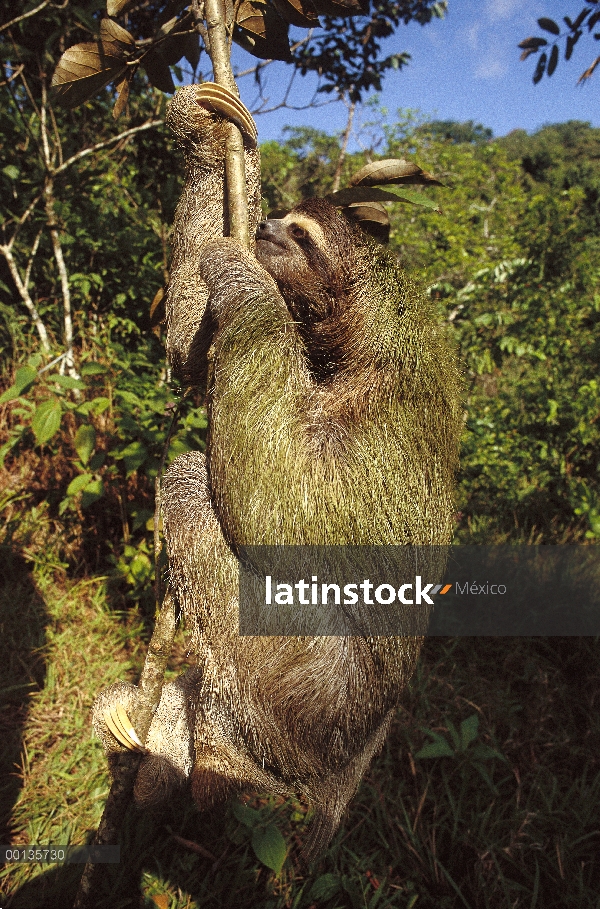 Marrón-throated perezoso de tres dedos (Bradypus variegatus) con algas simbióticas en pelo, ecosiste