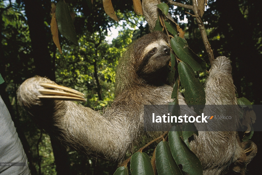 Marrón-throated perezoso de tres dedos (Bradypus variegatus) colgando en el árbol de la selva tropic