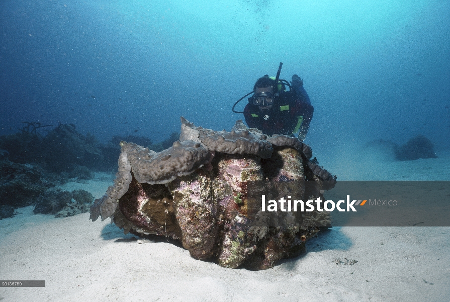 Almeja gigante (Tridacna sp) que tiene algas dentro de manto para la fotosíntesis y buzo, Sangalakki