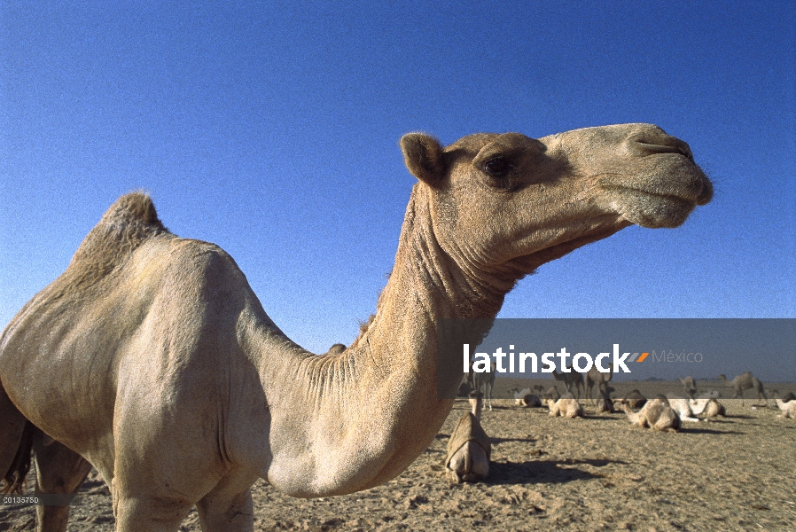 Grupo de dromedario (Camelus dromedarius) camello descansando, desierto del Sahara, Aswan, Egipto