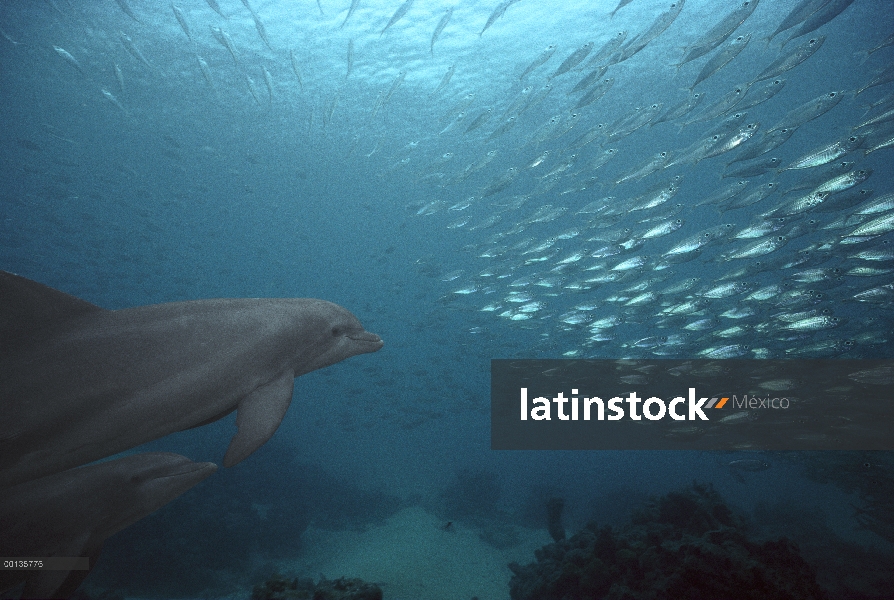 Delfín mular (Tursiops truncatus) persiguiendo peces de cebo