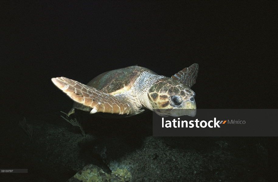 Tortuga boba tortuga (Caretta caretta) nadar bajo el agua, Caribe