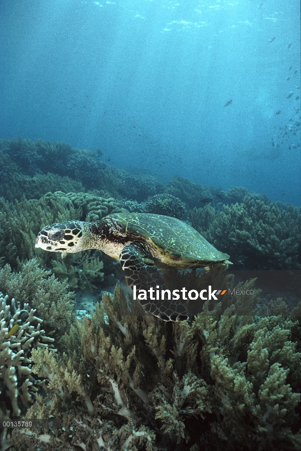 Tortuga Carey (Eretmochelys imbricata) bajo el agua, isla de Sipadan, Borneo