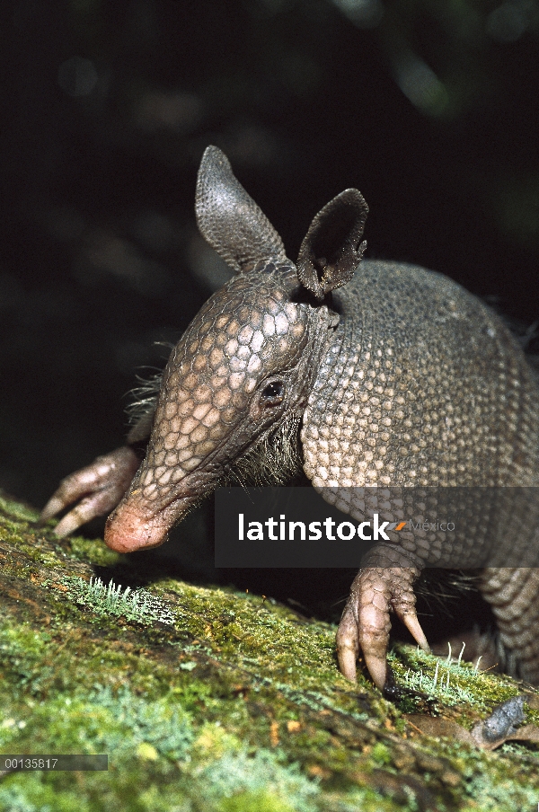 Retrato de Armadillo de nueve bandas (Dasypus novemcinctus), Florida