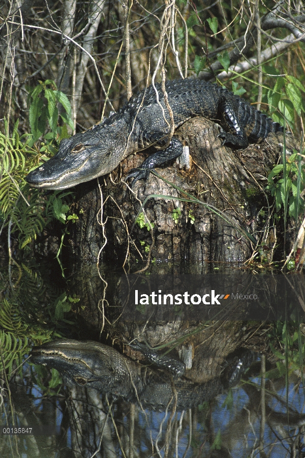 Aligátor Americano (Alligator mississippiensis) en tocón en Everglades, Florida